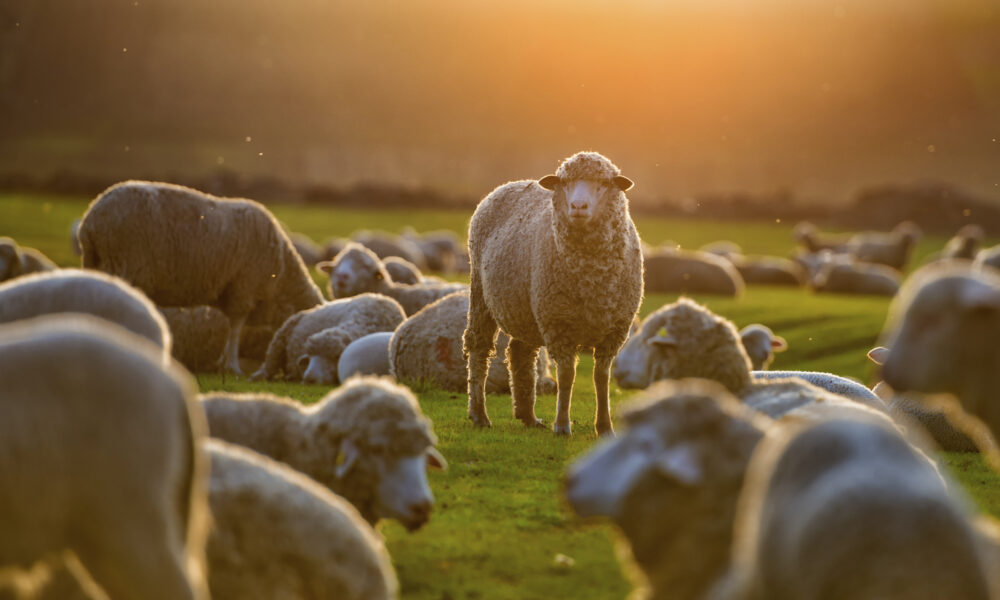 Flock of sheep at sunset